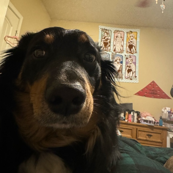 Meet your Posher, Heather - Picture 1 of 1